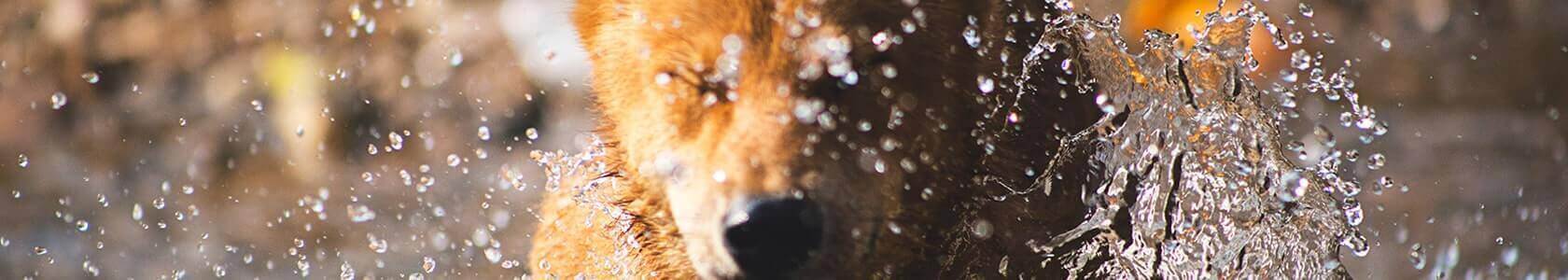 Dog medicine for skin infection Dog medicine for skin infection